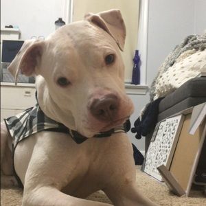 Meet your Posher, Brady